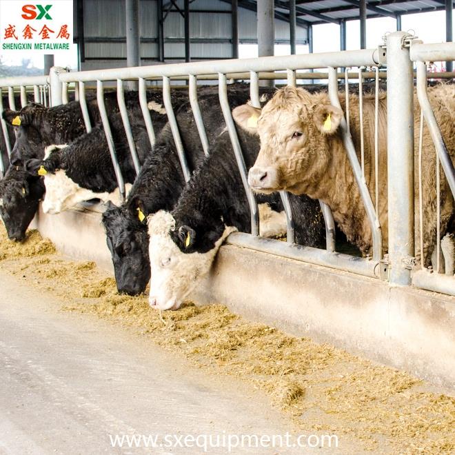Beef Cattle Fence